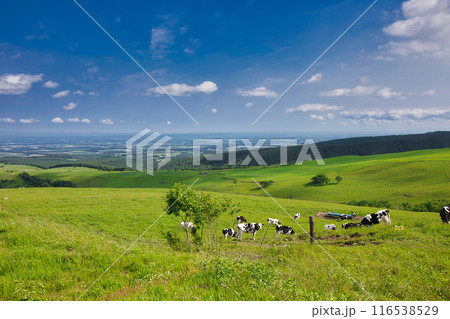 ナイタイ高原牧場 116538529