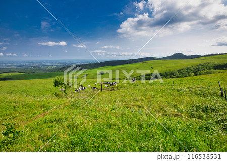 ナイタイ高原牧場 116538531