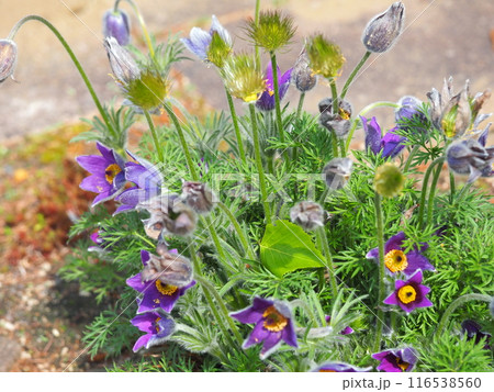 紫色のセイヨウオキナグサの花 紫色のセイヨウオキナグサの花 116538560