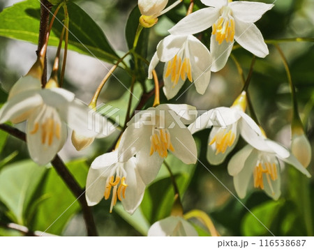 白いエゴノキの花 116538687