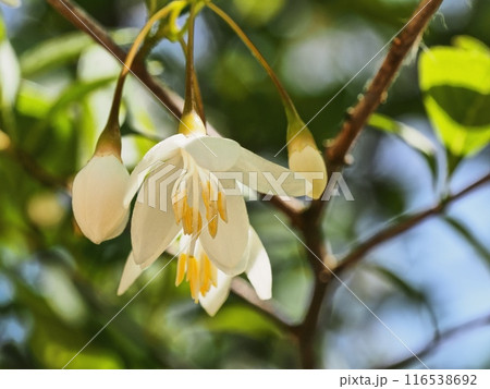 白いエゴノキの花 116538692