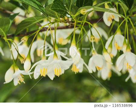 白いエゴノキの花 116538696