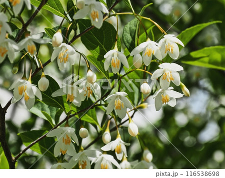 白いエゴノキの花 白いエゴノキの花 116538698