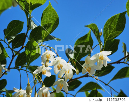 白いエゴノキの花 白いエゴノキの花 116538703