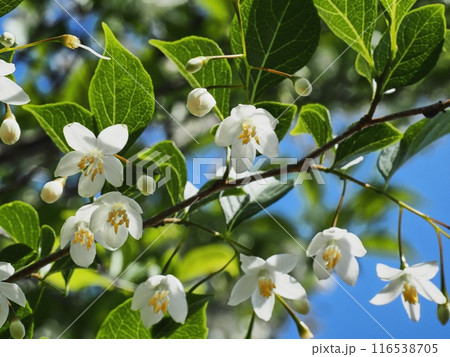 白いエゴノキの花 白いエゴノキの花 116538705