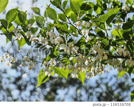 白いエゴノキの花 116538708