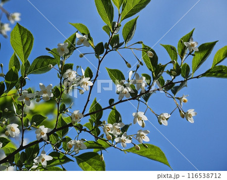 エゴノキの花 116538712