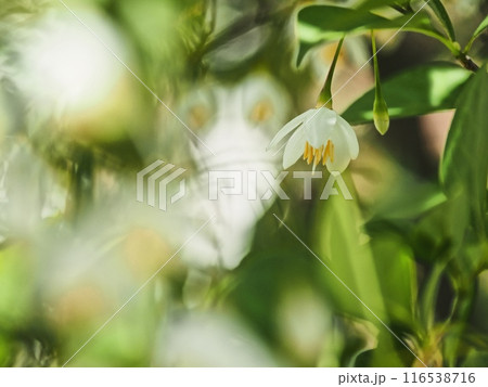 エゴノキの花 116538716