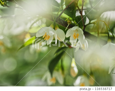 エゴノキの花 116538717