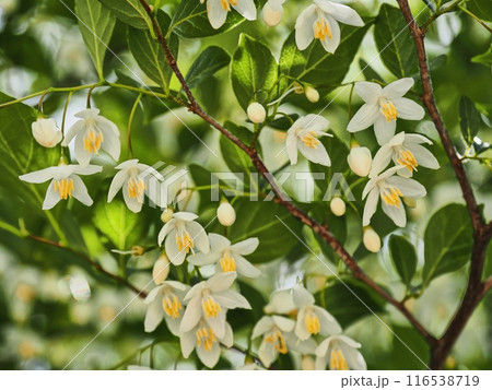 エゴノキの花 116538719