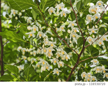 エゴノキの花 116538720