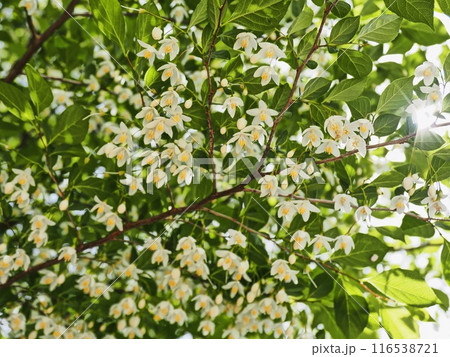 エゴノキの花 116538721