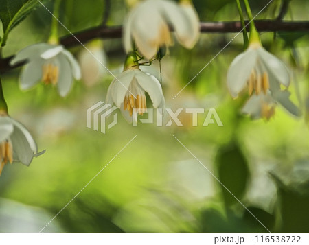 エゴノキの花 エゴノキの花 116538722