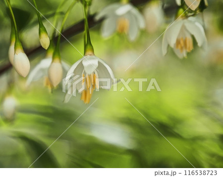 エゴノキの花 116538723