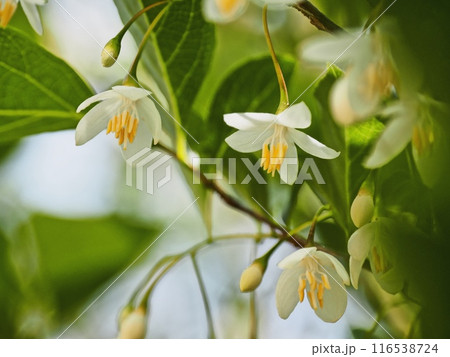 エゴノキの花 116538724