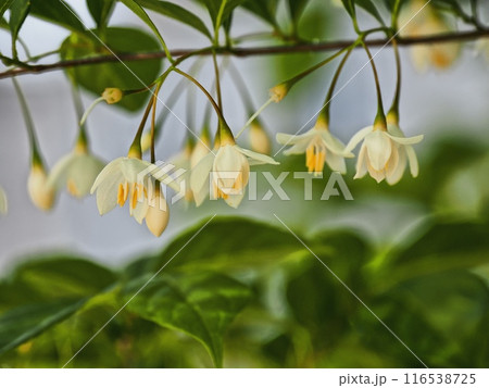 エゴノキの花 116538725