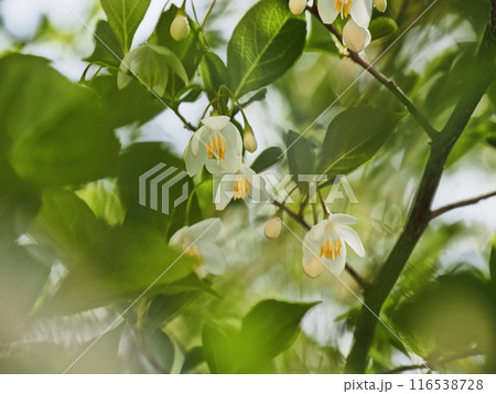 エゴノキの花 116538728