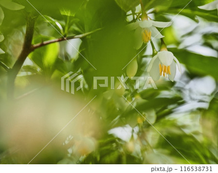 エゴノキの花 116538731