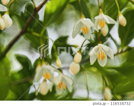 エゴノキの花 エゴノキの花 116538732