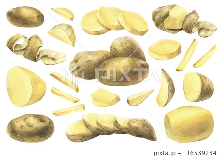 White potatoes whole, half, cut, peeled and wedges. Watercolor hand drawn illustration on the theme of harvesting, cooking, food, vegetable shop design. Set of elements isolated from background White potatoes whole, half, cut, peeled and wedges. Watercolor hand drawn illustration on the theme of harvesting, cooking, food, vegetable shop design. Set of elements isolated from background 116539234