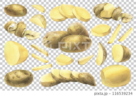 White potatoes whole, half, cut, peeled and wedges. Watercolor hand drawn illustration on the theme of harvesting, cooking, food, vegetable shop design. Set of elements isolated from background White potatoes whole, half, cut, peeled and wedges. Watercolor hand drawn illustration on the theme of harvesting, cooking, food, vegetable shop design. Set of elements isolated from background 116539234