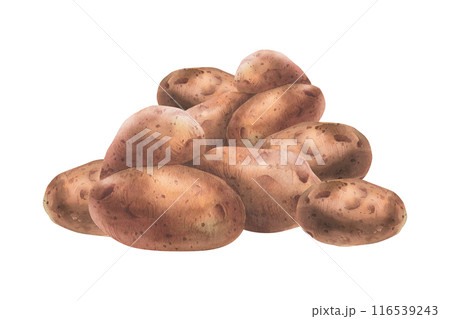 Red potatoes in brown skins, a pile of whole tubers. Watercolor illustration, hand-drawn on the theme of harvest, cooking food packaging, vegetable shop design. Composition isolated from background Red potatoes in brown skins, a pile of whole tubers. Watercolor illustration, hand-drawn on the theme of harvest, cooking food packaging, vegetable shop design. Composition isolated from background 116539243