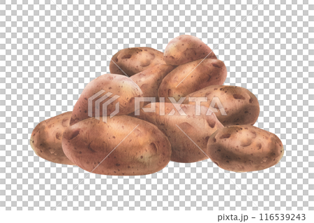 Red potatoes in brown skins, a pile of whole tubers. Watercolor illustration, hand-drawn on the theme of harvest, cooking food packaging, vegetable shop design. Composition isolated from background Red potatoes in brown skins, a pile of whole tubers. Watercolor illustration, hand-drawn on the theme of harvest, cooking food packaging, vegetable shop design. Composition isolated from background 116539243