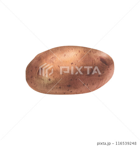 Whole tuber of red potatoes with brown skin. Watercolor illustration, hand drawn on the theme of harvest, cooking, food, packaging, vegetable shop design. Element isolated from background 116539248