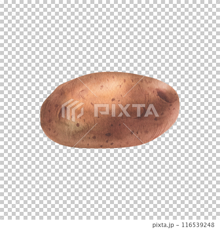 Whole tuber of red potatoes with brown skin. Watercolor illustration, hand drawn on the theme of harvest, cooking, food, packaging, vegetable shop design. Element isolated from background 116539248