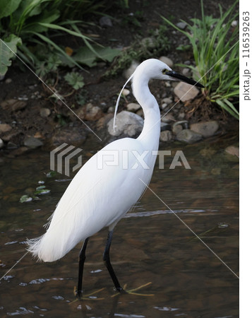 獲物を狙うコサギ 116539263