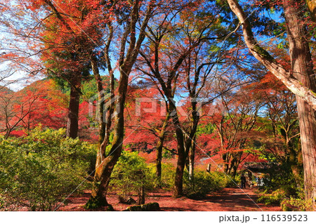 【兵庫県】紅葉の高源寺 116539523
