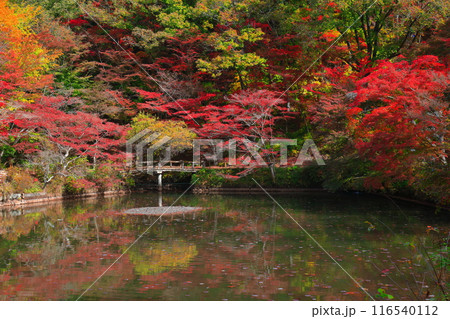 【兵庫県】神戸市立森林植物公園　長谷池の紅葉 116540112