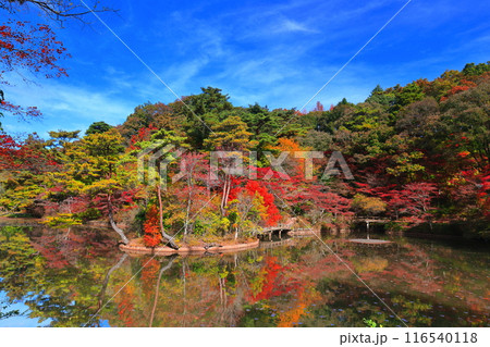 【兵庫県】神戸市立森林植物公園　長谷池の紅葉 116540118
