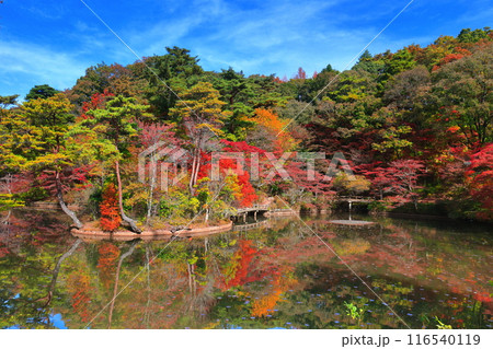【兵庫県】神戸市立森林植物公園　長谷池の紅葉 116540119