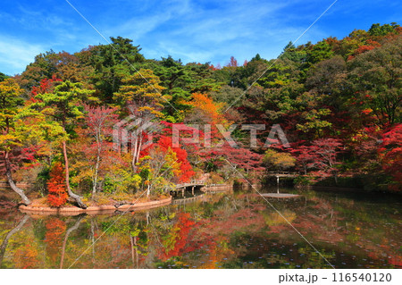 【兵庫県】神戸市立森林植物公園　長谷池の紅葉 116540120