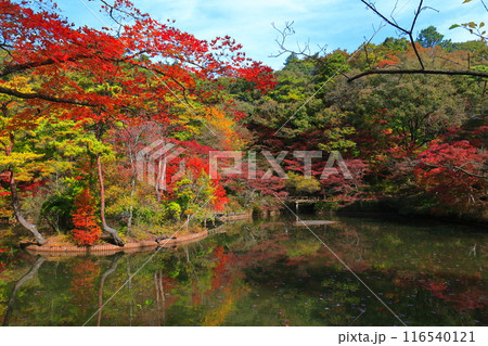 【兵庫県】神戸市立森林植物公園 長谷池の紅葉 【兵庫県】神戸市立森林植物公園 長谷池の紅葉 116540121