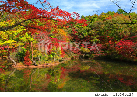 【兵庫県】神戸市立森林植物公園 長谷池の紅葉 【兵庫県】神戸市立森林植物公園 長谷池の紅葉 116540124