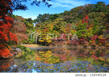 【兵庫県】神戸市立森林植物公園　長谷池の紅葉 116540126