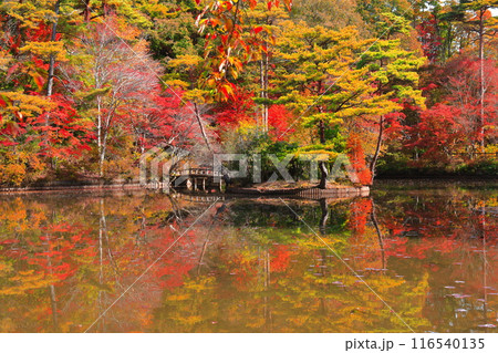 【兵庫県】神戸市立森林植物公園　長谷池の紅葉 116540135