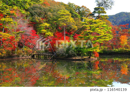 【兵庫県】神戸市立森林植物公園 長谷池の紅葉 【兵庫県】神戸市立森林植物公園 長谷池の紅葉 116540139