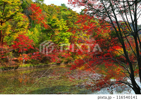 【兵庫県】神戸市立森林植物公園　長谷池の紅葉 116540141