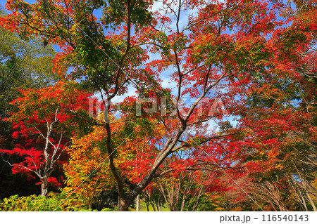【兵庫県】神戸市立森林植物公園の紅葉 【兵庫県】神戸市立森林植物公園の紅葉 116540143