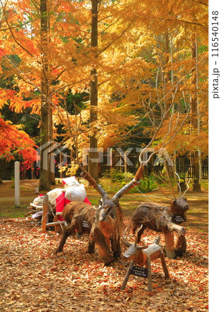 【兵庫県】神戸市立森林植物公園の紅葉 116540148