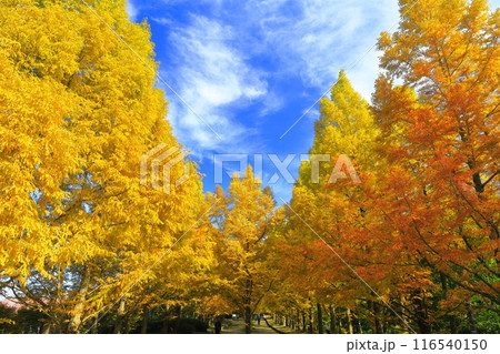 【兵庫県】紅葉した神戸市立森林植物公園のメタセコイア並木 116540150