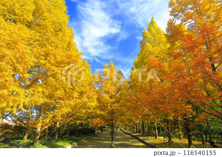 【兵庫県】紅葉した神戸市立森林植物公園のメタセコイア並木 【兵庫県】紅葉した神戸市立森林植物公園のメタセコイア並木 116540155
