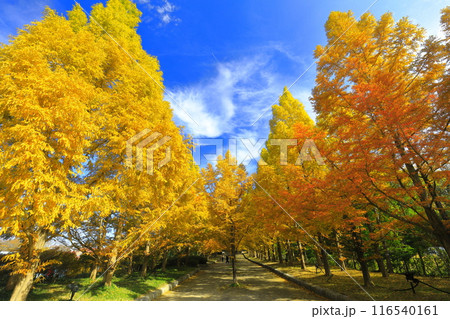 【兵庫県】紅葉した神戸市立森林植物公園のメタセコイア並木 116540161