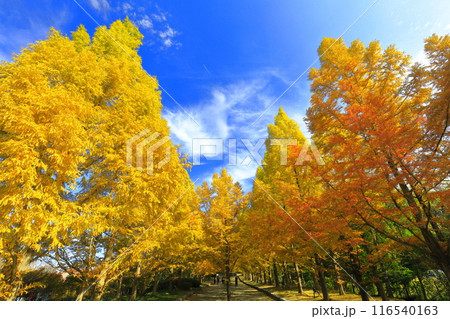 【兵庫県】紅葉した神戸市立森林植物公園のメタセコイア並木 【兵庫県】紅葉した神戸市立森林植物公園のメタセコイア並木 116540163