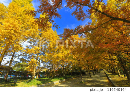 【兵庫県】紅葉した神戸市立森林植物公園のメタセコイア並木 【兵庫県】紅葉した神戸市立森林植物公園のメタセコイア並木 116540164