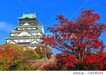 【大阪府】快晴の大阪城と紅葉 116540243