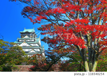 【大阪府】快晴の大阪城と紅葉 116540254